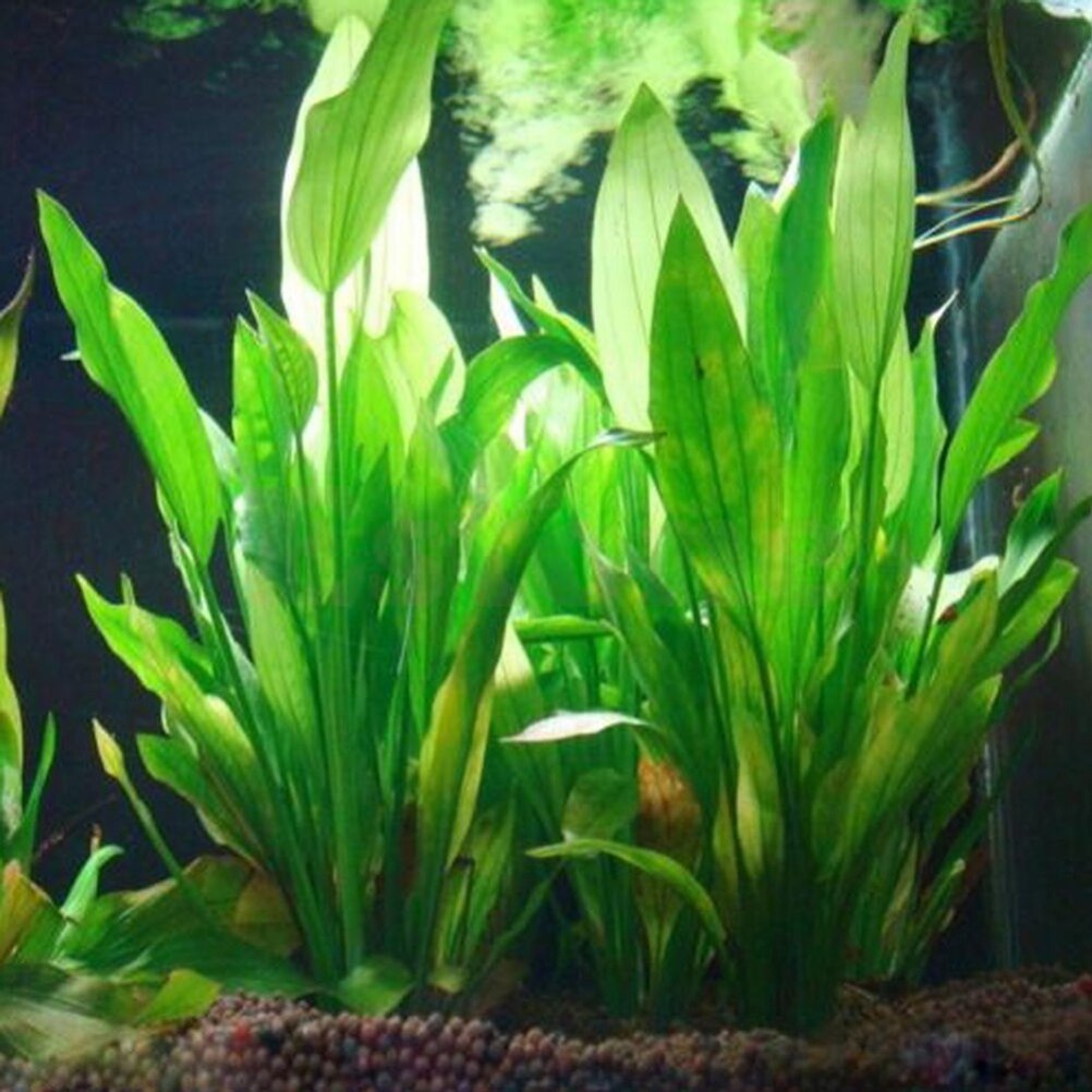 Marine Aquarium For Sale - 15cm Artificial Aquarium Decor Plants Water
