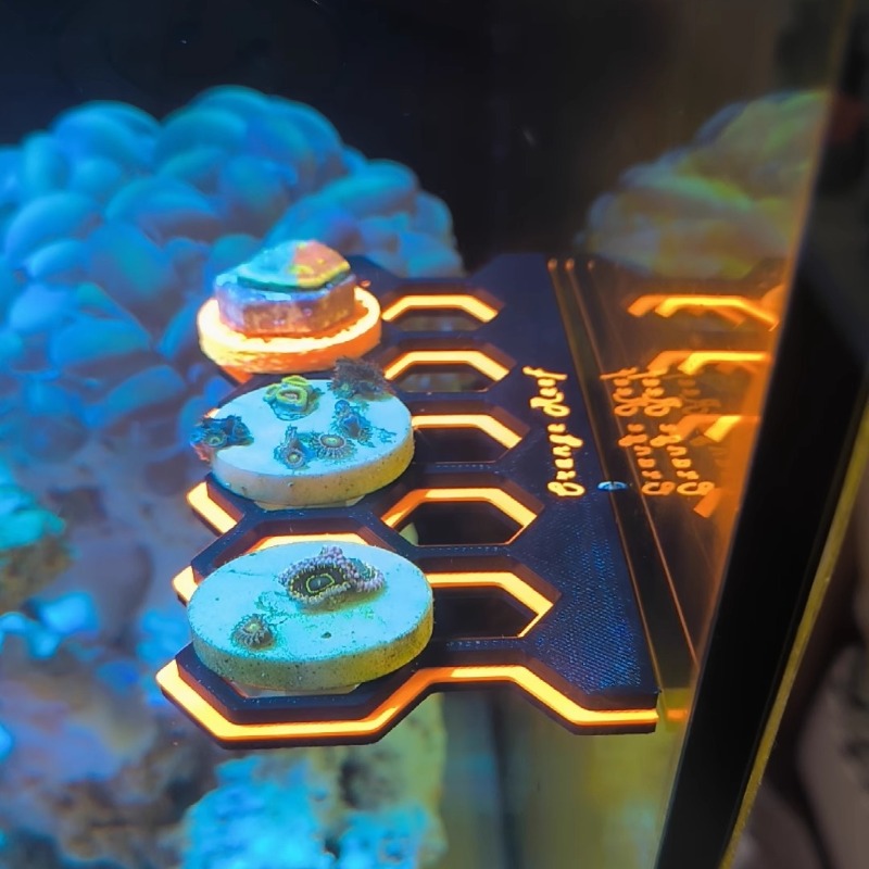 Fluorescent Magnetic Coral Fra - Coral Frag Plug recension och pris